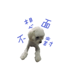Q ni puppy life（個別スタンプ：6）