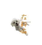 Q ni puppy life（個別スタンプ：8）