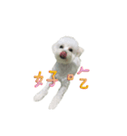 Q ni puppy life（個別スタンプ：9）