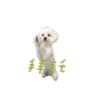 Q ni puppy life（個別スタンプ：11）