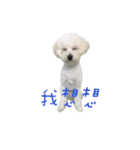 Q ni puppy life（個別スタンプ：12）