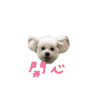 Q ni puppy life（個別スタンプ：13）