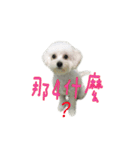 Q ni puppy life（個別スタンプ：14）