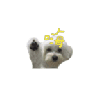 Q ni puppy life（個別スタンプ：15）