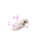 Q ni puppy life（個別スタンプ：16）