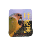 birdoflife（個別スタンプ：1）