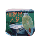 birdoflife（個別スタンプ：2）