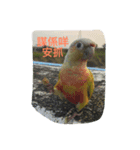 birdoflife（個別スタンプ：4）