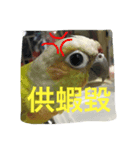 birdoflife（個別スタンプ：7）