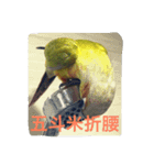 birdoflife（個別スタンプ：8）