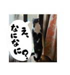 ネコの太郎スタンプ（個別スタンプ：10）