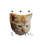 猫スタンプ(にこ ちゃと)（個別スタンプ：1）