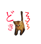 猫スタンプ(にこ ちゃと)（個別スタンプ：2）