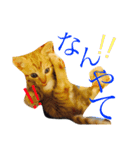 猫スタンプ(にこ ちゃと)（個別スタンプ：4）