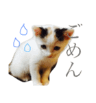 猫スタンプ(にこ ちゃと)（個別スタンプ：5）