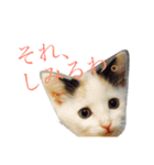 猫スタンプ(にこ ちゃと)（個別スタンプ：6）