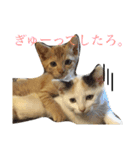 猫スタンプ(にこ ちゃと)（個別スタンプ：7）