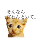 猫スタンプ(にこ ちゃと)（個別スタンプ：8）