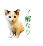 猫スタンプ(にこ ちゃと)（個別スタンプ：9）