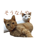 猫スタンプ(にこ ちゃと)（個別スタンプ：10）