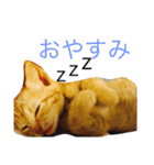 猫スタンプ(にこ ちゃと)（個別スタンプ：11）