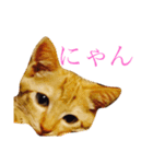 猫スタンプ(にこ ちゃと)（個別スタンプ：13）