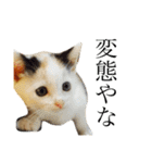 猫スタンプ(にこ ちゃと)（個別スタンプ：15）