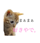 猫スタンプ(にこ ちゃと)（個別スタンプ：16）