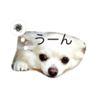 チワワ タルト 関西弁（個別スタンプ：5）