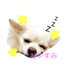 チワワ タルト 関西弁（個別スタンプ：6）