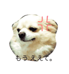 チワワ タルト 関西弁（個別スタンプ：8）