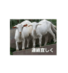 yanbaruFamily（個別スタンプ：1）