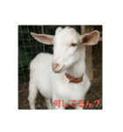 yanbaruFamily（個別スタンプ：2）