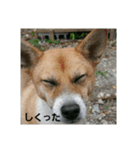 yanbaruFamily（個別スタンプ：5）