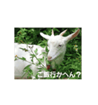 yanbaruFamily（個別スタンプ：6）