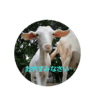 yanbaruFamily（個別スタンプ：8）