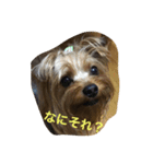 ジョイくんだよ〜（個別スタンプ：1）