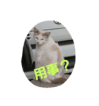 のらねこのねこ（個別スタンプ：2）