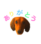 わんにゃん 1（個別スタンプ：5）