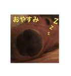 わんにゃん 1（個別スタンプ：6）