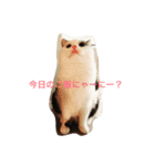 猫のマックス。（個別スタンプ：1）
