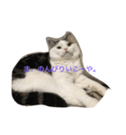 猫のマックス。（個別スタンプ：2）