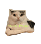 猫のマックス。（個別スタンプ：3）