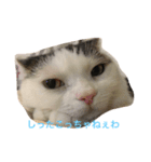 猫のマックス。（個別スタンプ：4）