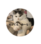猫のマックス。（個別スタンプ：5）