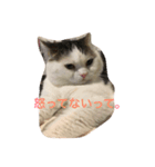 猫のマックス。（個別スタンプ：6）