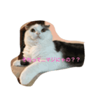 猫のマックス。（個別スタンプ：7）