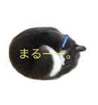 metsukiwaruineko（個別スタンプ：1）
