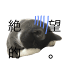 metsukiwaruineko（個別スタンプ：2）