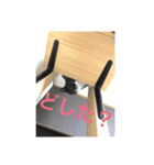 metsukiwaruineko（個別スタンプ：4）
